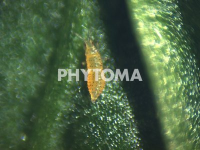 Neohydatothrips samayunkur